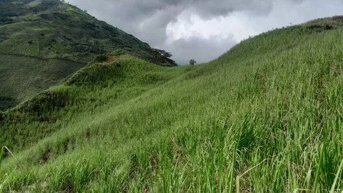 Vendo Finca Con Cultivo De Caña