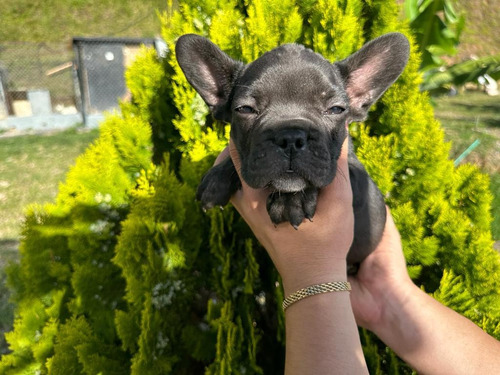 Hermosa Cachorra Bulldog Frances Negra Hembra Medellin Cali