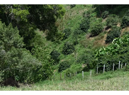 Se Vende Lote En Quimbaya Quindío