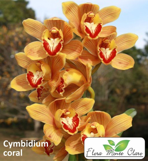 Orquídea Cymbidium - Cimbidio - Cor Coral - Uma Muda | Parcelamento sem  juros