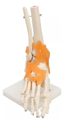 Maqueta Artística De Anatomía Médica: Esqueleto De Pie Human