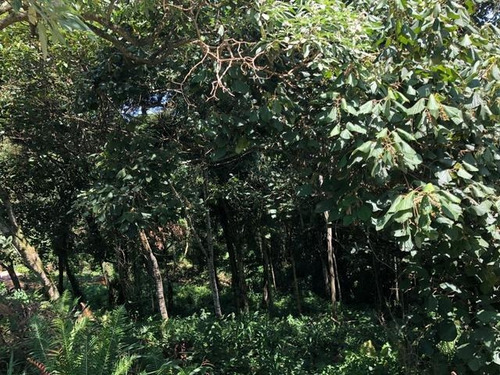 Terreno À Venda, 761 M² Por R$ 290.000,00 - Golf Village - Carapicuíba/sp - Te0035