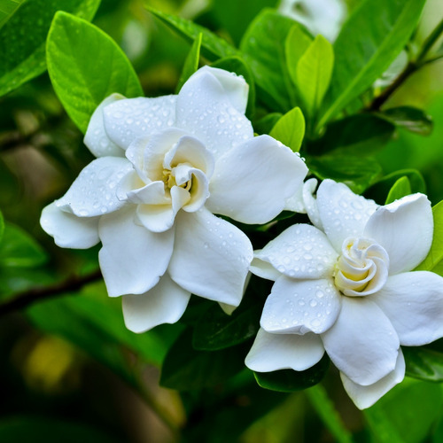 Planta De Jasmim Gardenia 35 Cm | Parcelamento sem juros