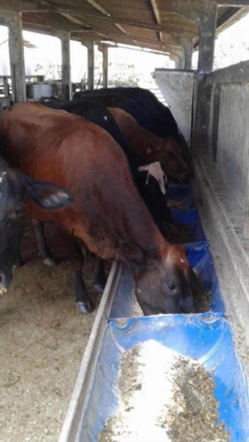 Cx Com 12 Pacotes Peso Total 21.600kg Mineralizado Vacas