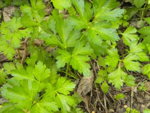 Semillas De Cilantro Aptohuerta/hidroponia