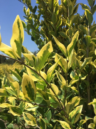 Plantas Naturales Oleo Texano Amarillo Cerco Vivo 10lts