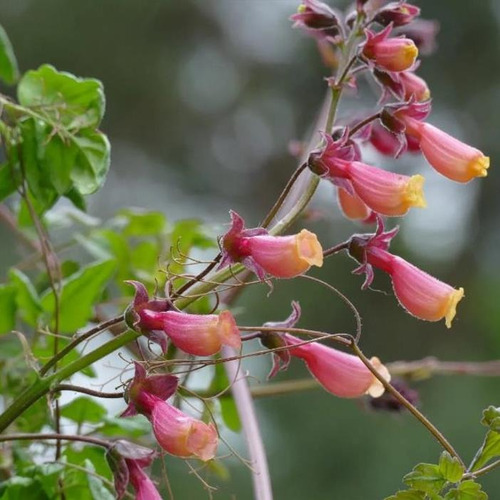 Semente Trepadeira Flor Glória Do Chile Cores Mix P/ Mudas