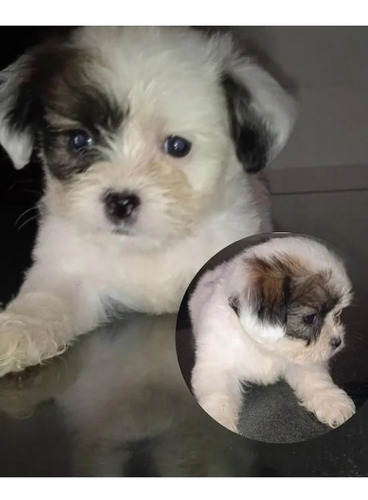 Imagen 2 de 5 de Cachorros Shipoo