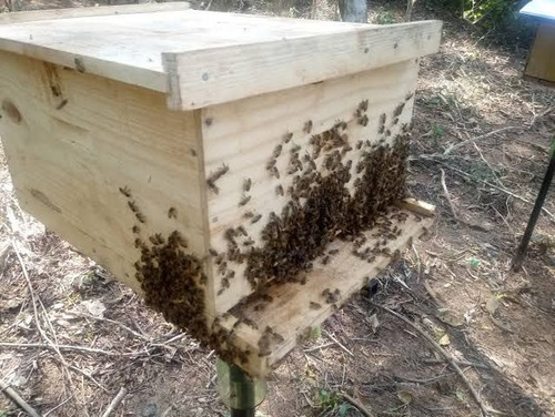 Imagem 3 de 4 de Curso De Agroecologia E Meliponicultura
