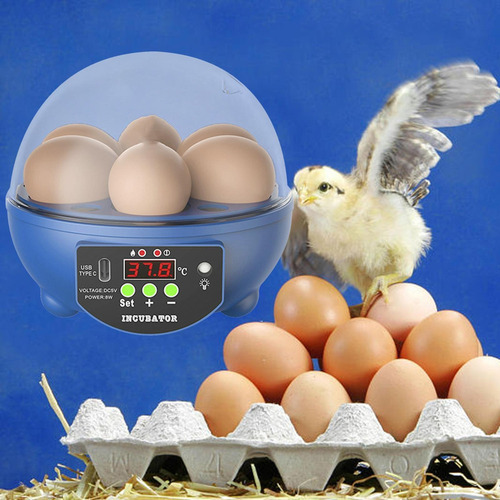 Incubadora De Suprimentos De Codorna De Aves De Ganso Azul
