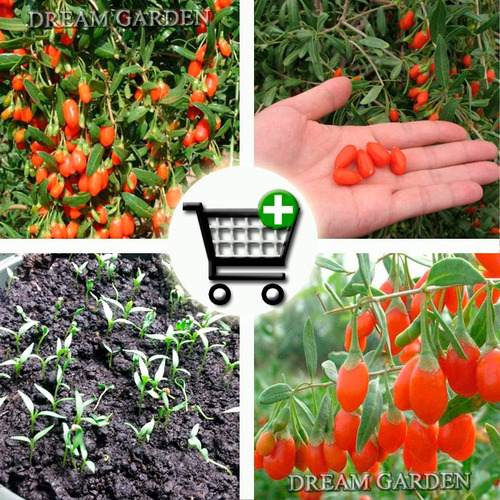 Imagem 1 de 9 de Goji Berry Do Tibet Lycium Chinense - Sementes Para Mudas