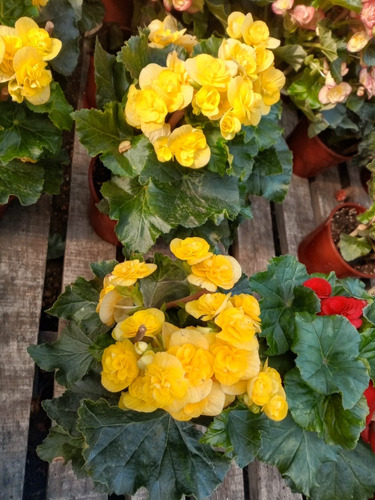 Begonias Excelentes Ejemplares! Amarillo, Rojo, Coral