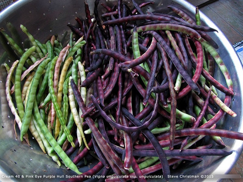 Sementes De Feijão De Corda Caupi Macáçar Frade Crioulo Roxo