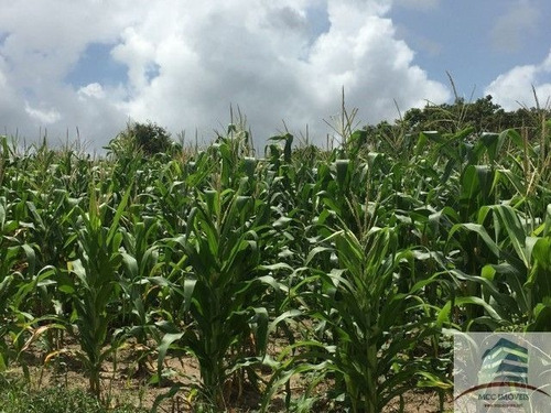 Imagem 9 de 15 de Granja A Venda Em Macaíba Com 23ha