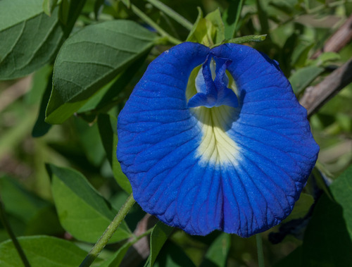 100 Semilla Clitoria Ternatea