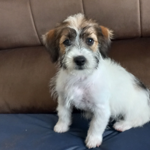 Jack Russell Terrier 