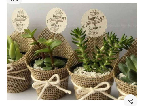 Suculentas Souvenirs N8 Regalos Maceta, 15 Unidades