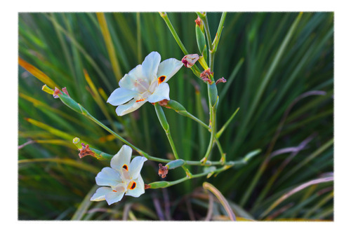 Dietes, Hermosas Flores