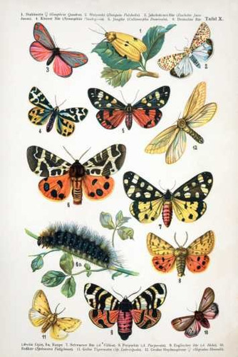 Mariposas Y Larva Con Su Nombre Cientifico - Lámina 45x30 Cm