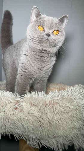 Gatitos Británicos De Pelo Corto British