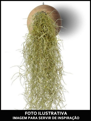 2 Unidades Planta Exótica Tillandsia Usneoides Barba De Pau