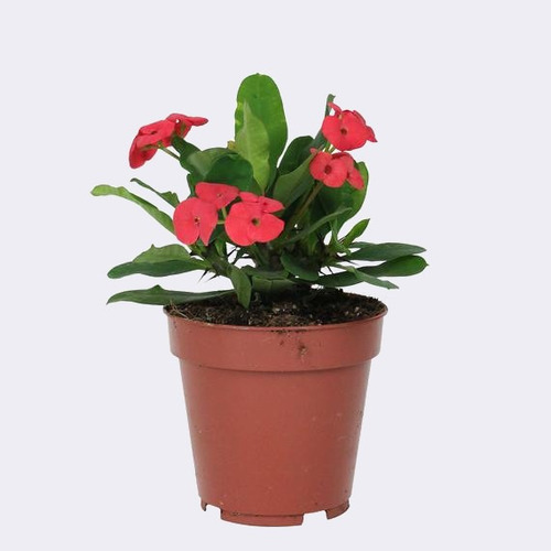 Planta Corona De Cristo Flores