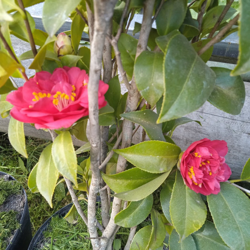 Planta Arbusto Camelia Japónica Roja
