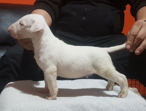 Cachorros Bull Terrier Con Excelente Pedigree