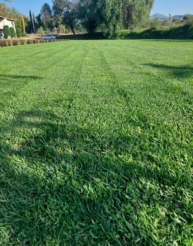 Pasto Natural En Rollo En San Juan Del Río
