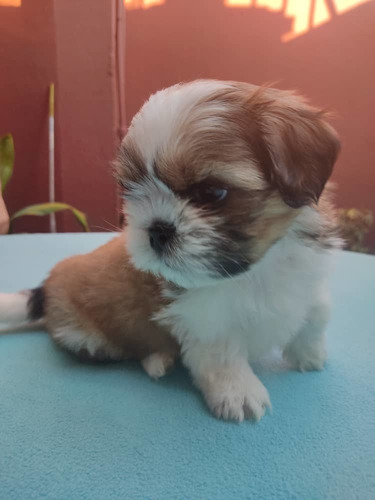 Shih Tzu Machos