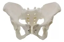 Comprar Modelo De Pelvis Femenina De Tamaño Natural.