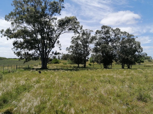 Imagen 9 de 14 de Campo A La Venta - Ruta 65 Km 90 - 11 Has . Índice Coneat 156, Ute Y Ose A 350 Mts.
