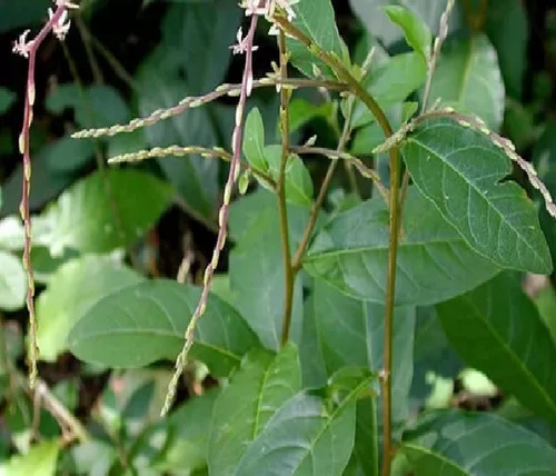 Anamú Cola De Zorrillo 1 Planta
