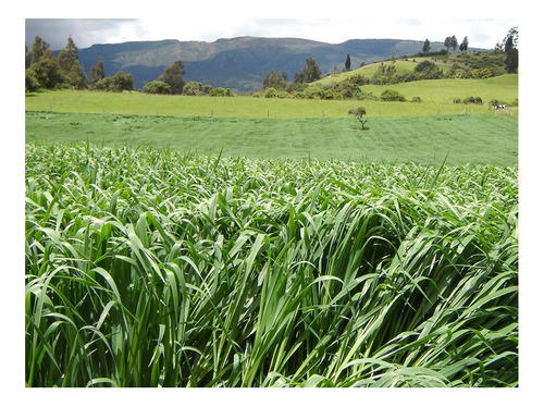 Semilla Forrajes Pastos Avena Import Cayuse Clima Frío 50 Lb