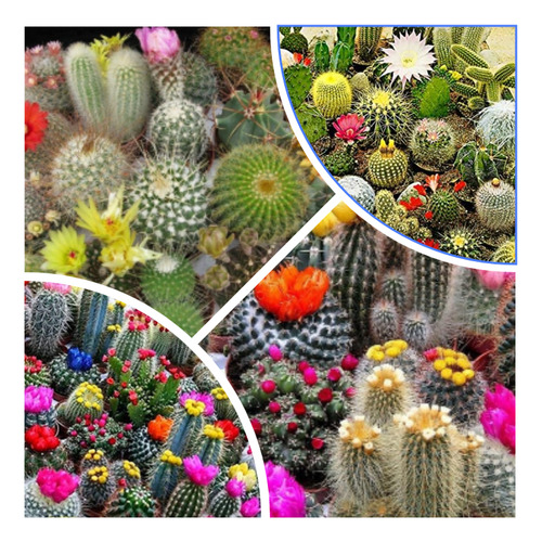 Semillas Mix De Cactus Selección De Flores Divinas Oferta !