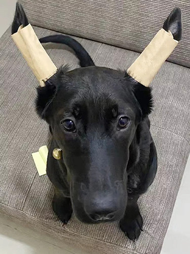 2x Mascota Perro Oreja Soporte Corrector Herramienta Perro