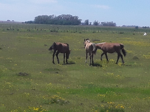 Caballos Criollos.