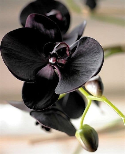 250 Semillas De Orquídea Negra, Nueva Variedad + Abono