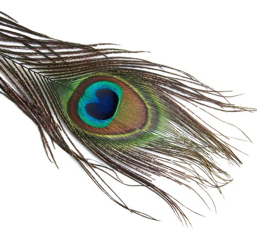 20 Piezas Plumas De Cola De Ojo De Pavo Real For Máa