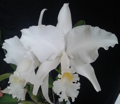 Cattleya Mossiae Alba Micaela - Corte Envasado