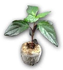 Imagem 2 de 5 de Jiffy Célula De Germinação Taco De Turfa 600 Und 42mmx 75mm