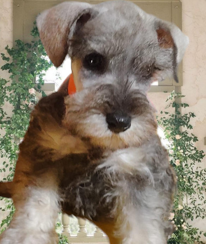 Schnauzer Miniatura 