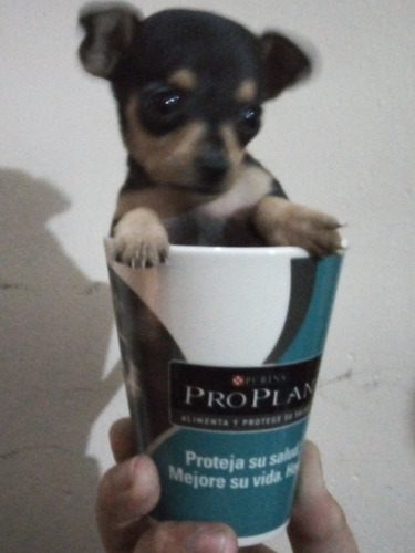 Imagen 1 de 3 de Pincher Tea Cup !!!!
