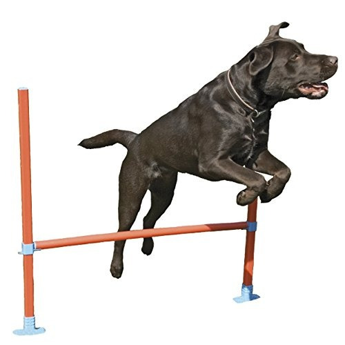 Agilidad Salto De Obstáculos - Juego Del Perro Y Del Juguete