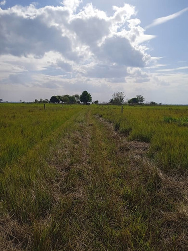 Imagen 8 de 15 de Se Vende Finca Via Al Sur Ve02-1303vs-dfer