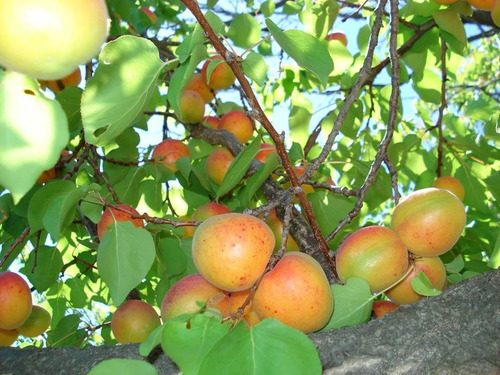 Imagen 8 de 10 de Venta De Finca En San Rafael Mendoza