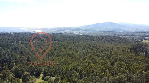 Terreno En Los Pinos Excelente Conectividad