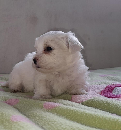 Cachorros Bichon Maltes