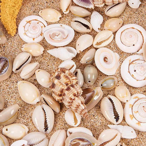 Da Marinas Beach Conch Beads Charms Tank Filler