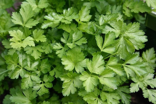 Semillas Perejil Liso Común X Sobre Aromática Huerta En Casa